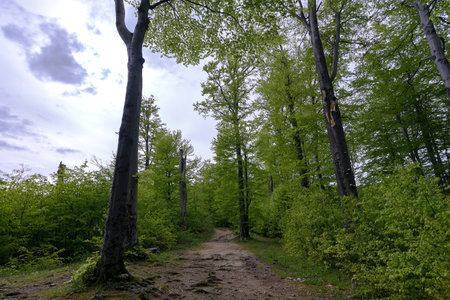 Forest in Polyanitsky regional landscape parkの写真素材