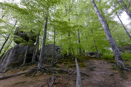 Forest in Polyanitsky regional landscape parkの写真素材