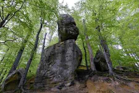 Forest in Polyanitsky regional landscape parkの写真素材