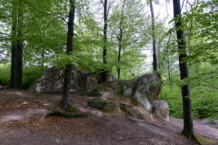 Forest in Polyanitsky regional landscape parkの写真素材