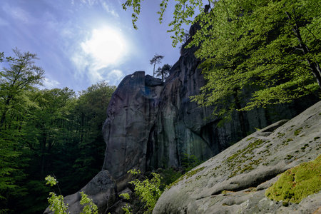 Forest in Polyanitsky regional landscape parkの写真素材