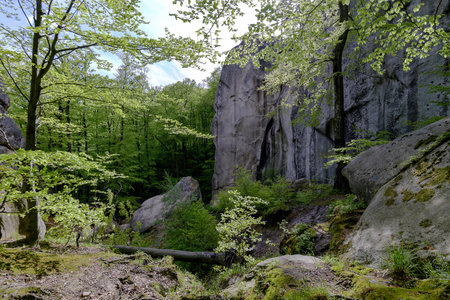 Forest in Polyanitsky regional landscape parkの写真素材