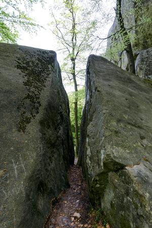 Forest in Polyanitsky regional landscape parkの写真素材