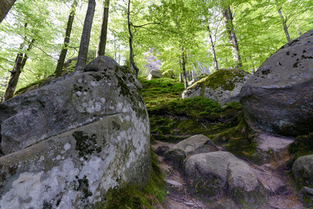 Forest in Polyanitsky regional landscape parkの写真素材