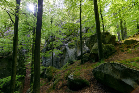 Forest in Polyanitsky regional landscape parkの写真素材