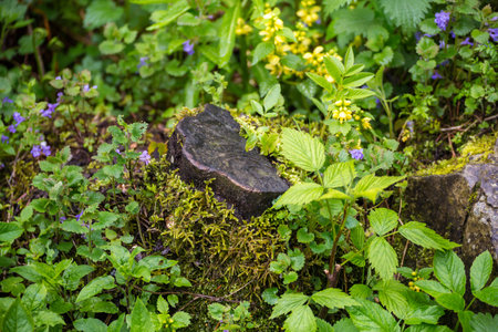 Nature Carpathians in the rain. Near the waterfall Kamyankaの写真素材
