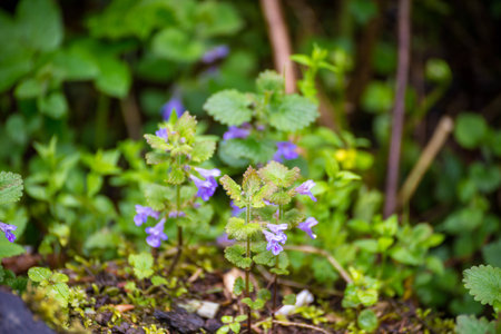 Nature Carpathians in the rain. Near the waterfall Kamyankaの写真素材