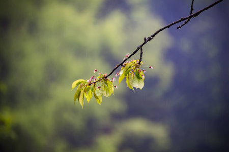 Nature Carpathians in the rain. Near the waterfall Kamyankaの写真素材
