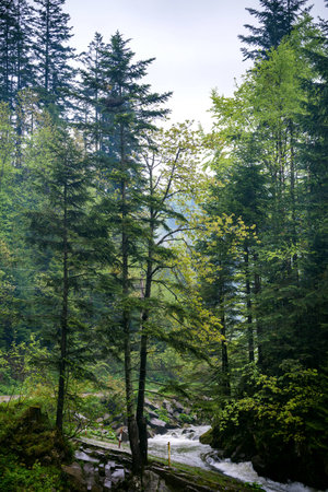 Forest on the Canyanka waterfallの写真素材