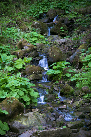 Forest on the Canyanka waterfallの写真素材