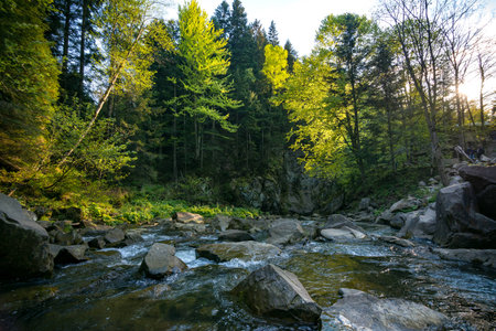 Forest on the Canyanka waterfallの写真素材