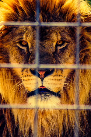 Imprisoned Kingの写真素材