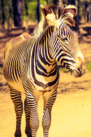 Zebraの写真素材