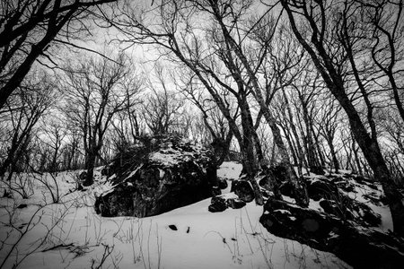 Cold Winterの写真素材