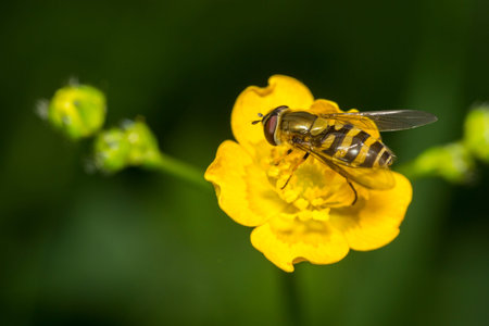 Wasp