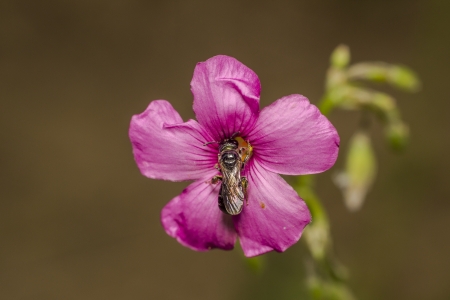 Bee on flowerの写真素材