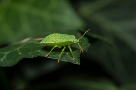 Stink bug