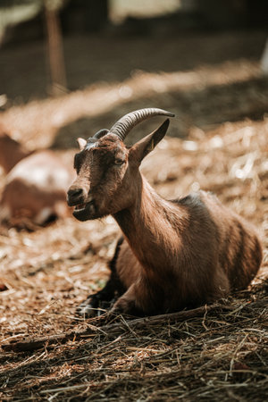 A brown goat rests on a bed of hay in the afternoon sunlight.の写真素材