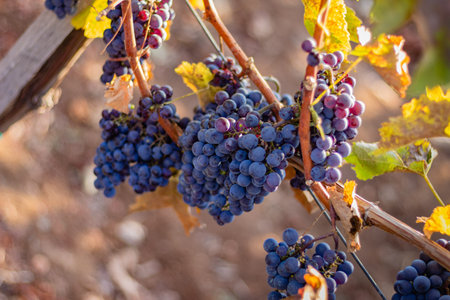 Clusters of red grapes hang from a vine in a vineyard, surrounded by yellow leaves.