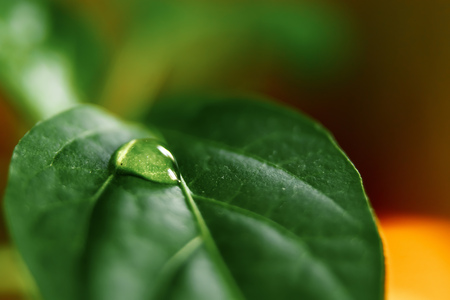 Large beautiful drops of transparent rain water on a green leaf macro. Drops of dew in the morning glow in the sun. Beautiful leaf texture in nature. Natural background.の写真素材