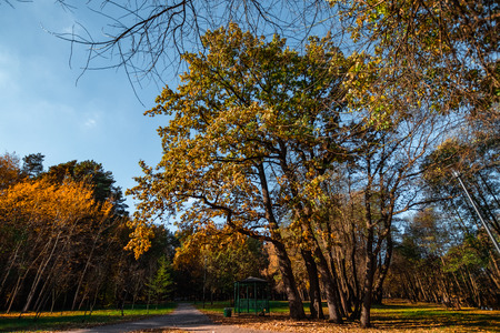 Autumn park with orange and red trees , natural seasonal hipster backgroundの写真素材
