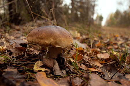Brown mushroom, General subject, closeup in yellow foliage. Concept autumn.の写真素材