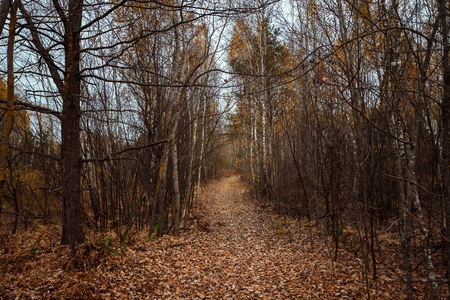 The road in the dark, autumn forest. Concept of autumn, cold, yellow leaves, autumn mood. Copy space.の写真素材