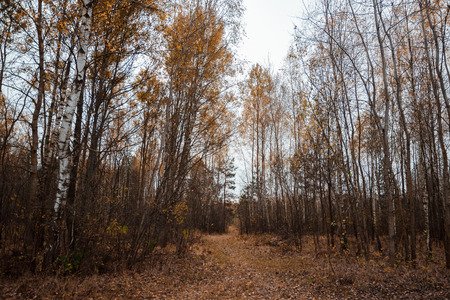 The road in the dark, autumn forest. Concept of autumn, cold, yellow leaves, autumn mood. Copy space.の写真素材