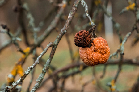 Apple tree without leaves and with fruit in winter. Seasonal natural scene.の写真素材
