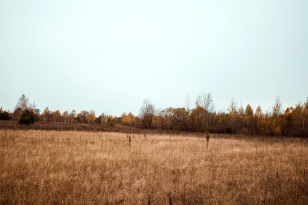 Autumn landscape, forest, field, gloomy day. Concept of autumn, cold, yellow leaves, autumn mood, sadness. Copy space.の写真素材