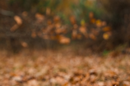 Autumn landscape, forest, field, gloomy day. Concept of autumn, cold, yellow leaves, autumn mood, sadness. Copy space.の写真素材