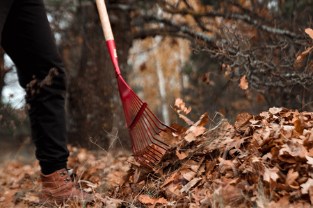 A man gardener rakes autumn leaves in the garden. Rake close up. Autumn work in the garden. Concept autumn, yellow leaves, autumn mood. Copy space.の写真素材