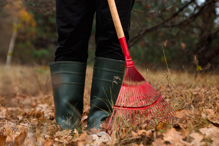 A man gardener rakes autumn leaves in the garden. Rake close up. Autumn work in the garden. Concept autumn, yellow leaves, autumn mood. Copy space.の写真素材