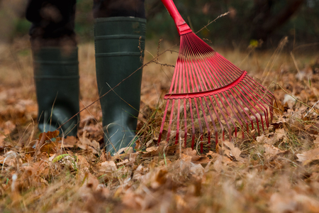 A man gardener rakes autumn leaves in the garden. Rake close up. Autumn work in the garden. Concept autumn, yellow leaves, autumn mood. Copy space.の写真素材