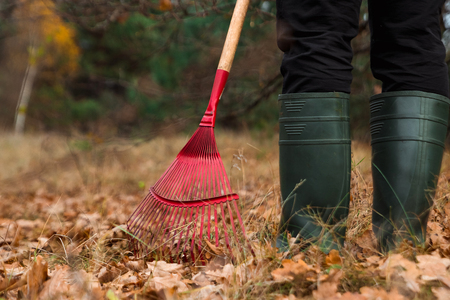 A man gardener rakes autumn leaves in the garden. Rake close up. Autumn work in the garden. Concept autumn, yellow leaves, autumn mood. Copy space.の写真素材