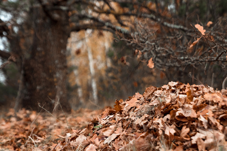A bunch of autumn, yellow foliage on the ground, cleaning the leaves. Work in the garden. Concept autumn, yellow leaves, autumn mood. Copy space.の写真素材