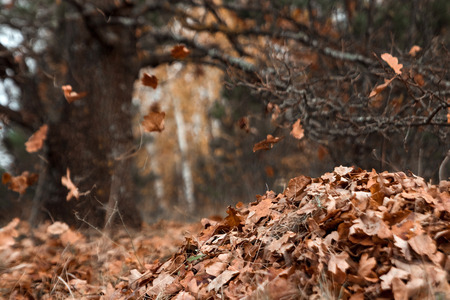 A bunch of autumn, yellow foliage on the ground, cleaning the leaves. Work in the garden. Concept autumn, yellow leaves, autumn mood. Copy space.の写真素材