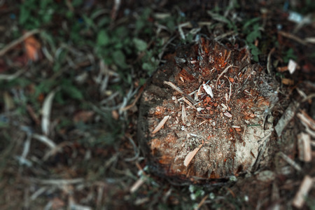 Old, cut tree, decrepit stump on the background of grass, top view, wood chips. copy space.の写真素材