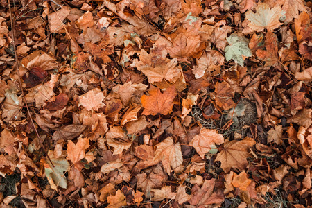 Texture, yellow leaves on the ground, top view. Concept of autumn, cold, yellow leaves, autumn mood. Copy space.の写真素材
