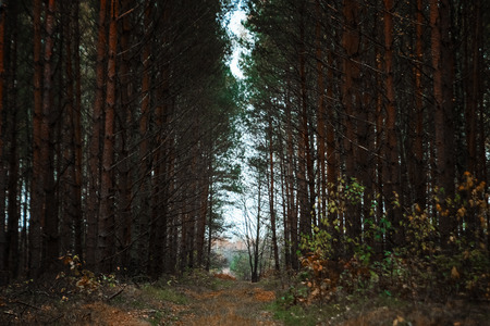 The road in the dark, autumn forest. Concept of autumn, cold, yellow leaves, autumn mood. Copy space.の写真素材