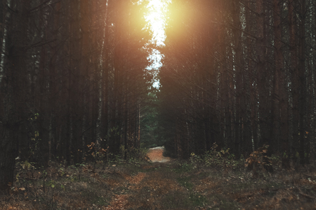 The road in the dark, autumn forest. Concept of autumn, cold, yellow leaves, autumn mood. Copy space.の写真素材