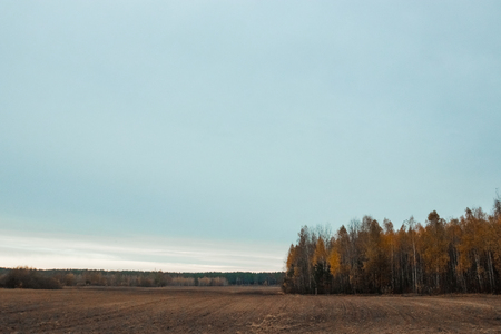 Autumn landscape, forest, field, gloomy day. Concept of autumn, cold, yellow leaves, autumn mood, sadness. Copy space.の写真素材