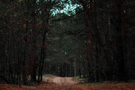 The road in the dark, autumn forest. Concept of autumn, cold, yellow leaves, autumn mood. Copy space.の写真素材