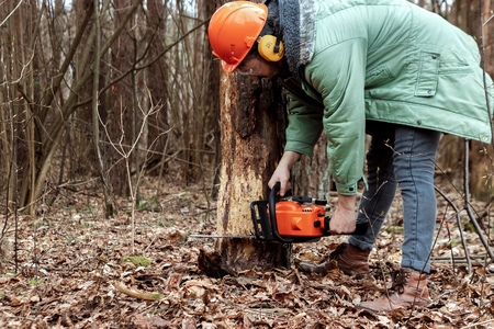 Logging, Worker in a protective suit with a chainsaw sawing wood. Cutting down trees, forest destruction. The concept of industrial destruction of trees, causing harm to the environment.の写真素材