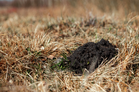 Molehills. Damaged lawn it is result of European Mole activity. This pest is also known as Talpa Europaea. Copy space for textの写真素材