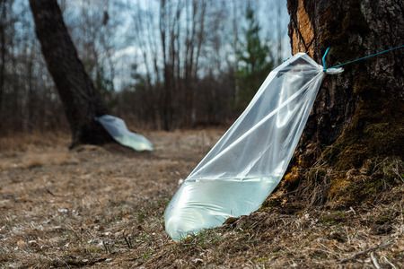 Industrial harvesting of birch sap. Spring collection of birch sap. Clean drink.の写真素材