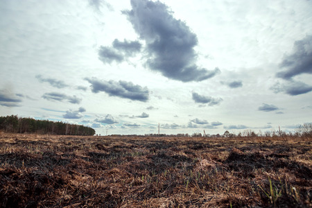 Scorched earth, spring fires. A field with burnt grass. The destruction of insects.の写真素材