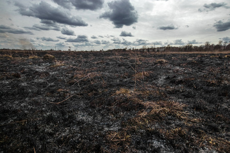 Scorched earth, spring fires. A field with burnt grass. The destruction of insects.の写真素材