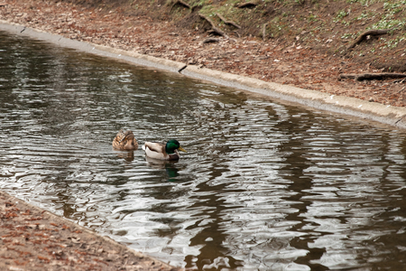 Portrait of a females of duck on the waterの写真素材