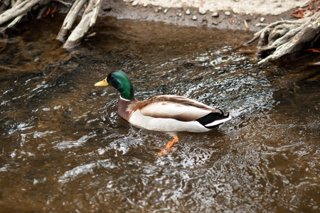Portrait of a females of duck on the waterの写真素材